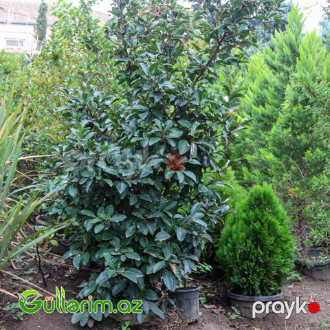 Lavro vişnə (Prunus laurocerasus)