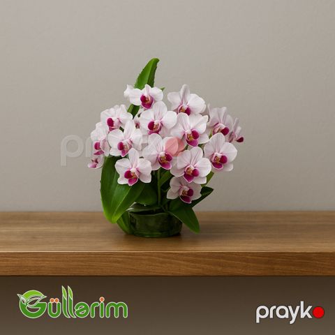 Kiçik Orxideya (Mini Phalaenopsis) — Bakı
