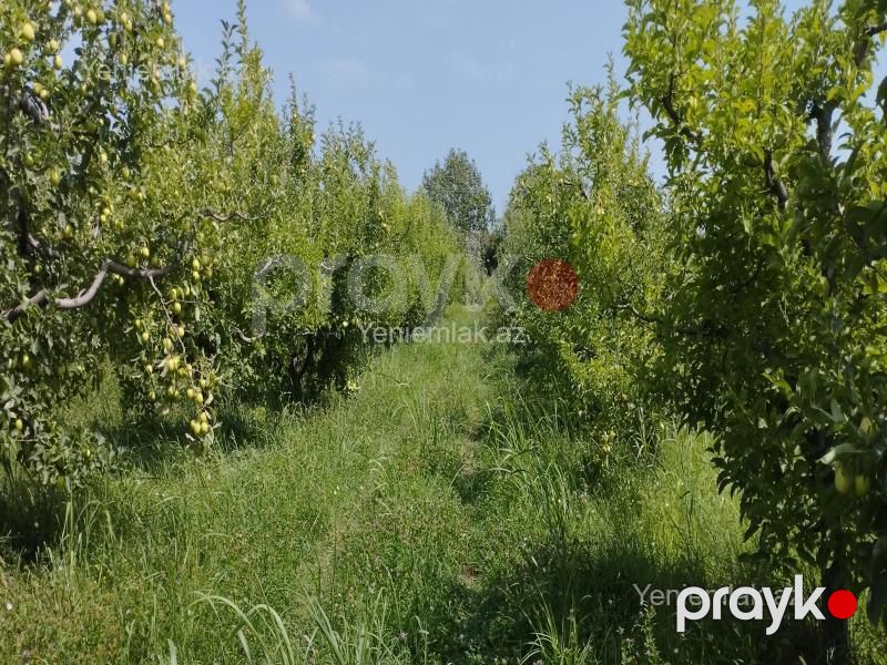 Satılır Torpaq sahəsi, 115 sot, Quba — Torpaq, Quba (12)