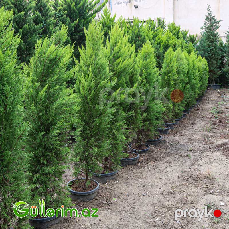 Limon Servi (Cupressus macrocarpa 'Goldcrest') — Bitkilər, Bakı (2)