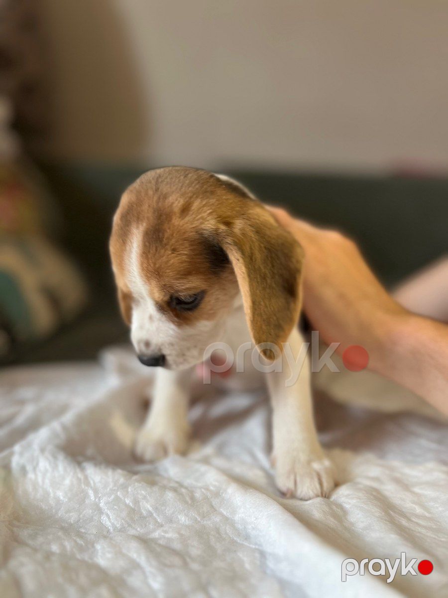Beagle balaları — Köpəklər, Bakı (11)