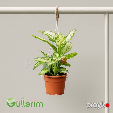 Dieffenbachia (Difenbaxiya) — Bakı