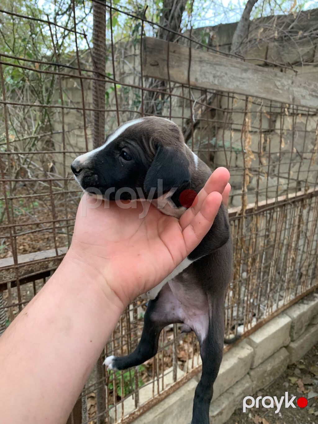 Amstaff/Pitbull penvendli 1 ayliq 4 dişi 4 erkek Şəkillərdə balaca — Köpəklər, Biləsuvar (7)