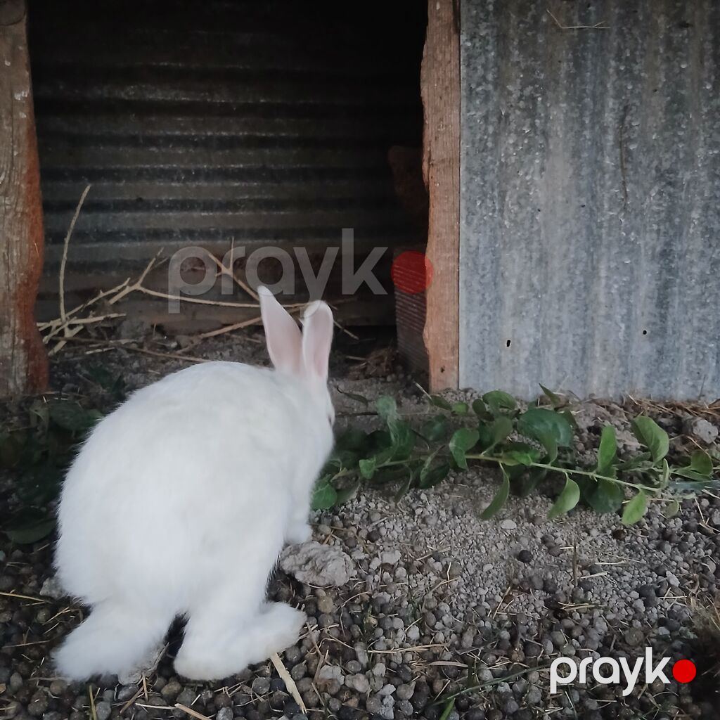 Ağ albin dovşanı satılır səmi 13 azn - Cins/type: ağ albin — Dovşanlar, Göyçay (3)