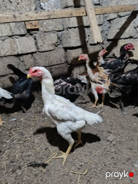 Heyratı fərə — Sumqayıt