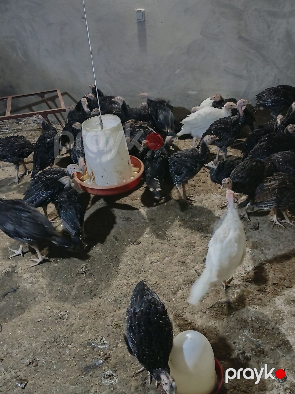 Məhsul:( 56 günlük20AZN Hinduşka cücələri (tüklənmiş gənc — Digərləri, Bakı (4)