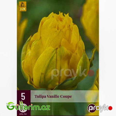 Tulpan Vanil Kup (Tülpan)
