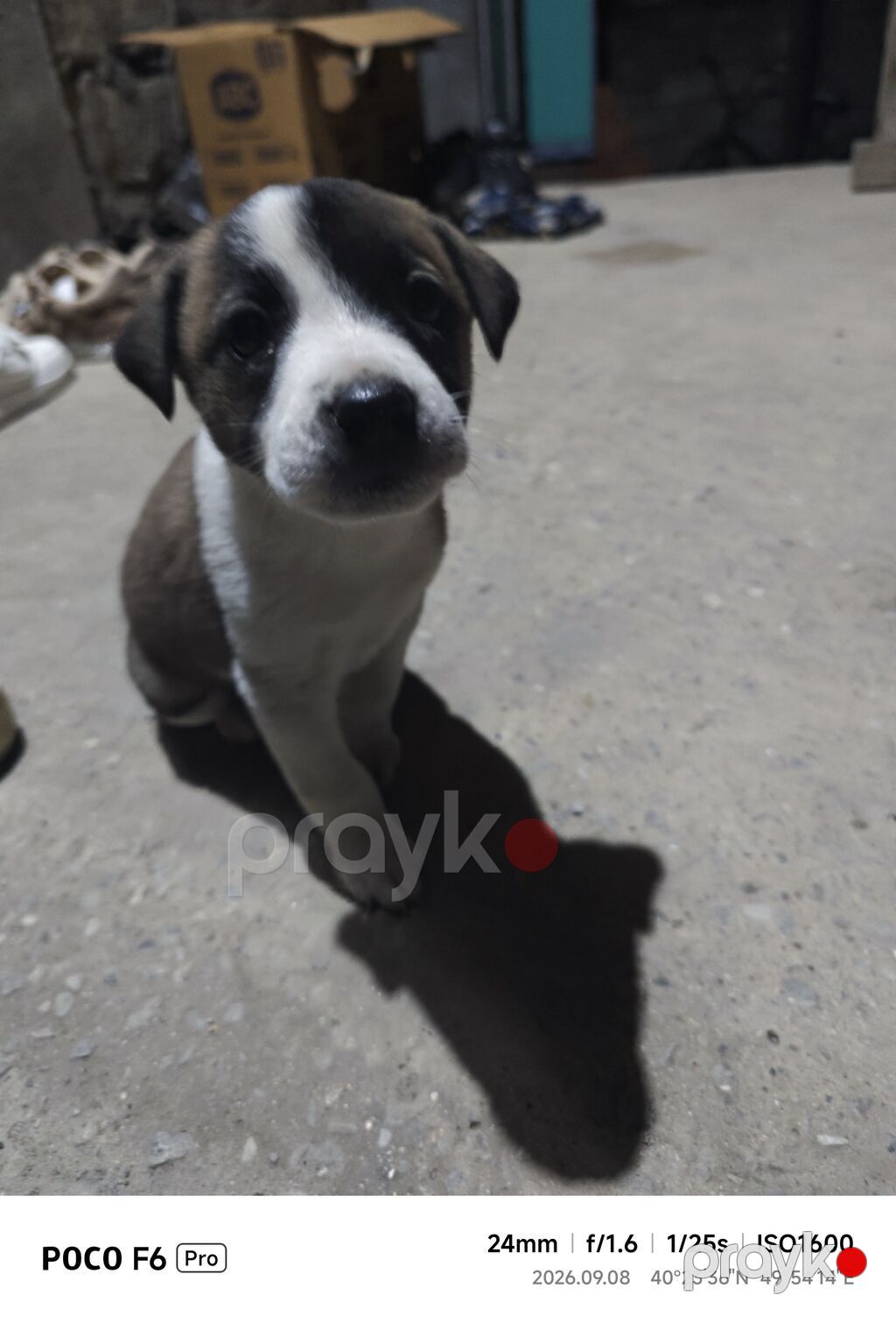 1 ay — Köpəklər, Bakı (2)