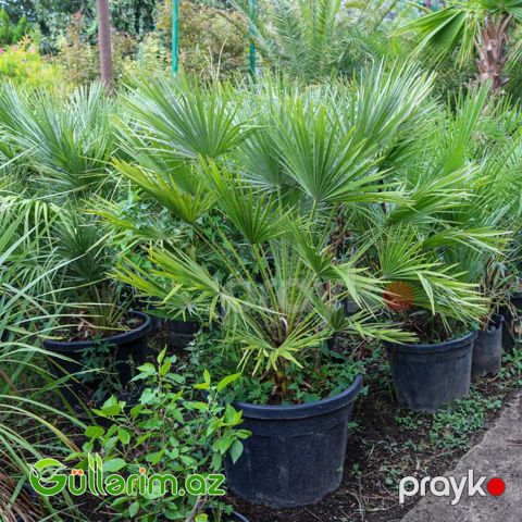Dik palma (Phoenix canariensis)