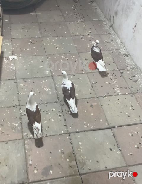 Hazır cütdülər təmiz bakı quşlarl təmiz çeplərdi. 3ü 50manat — Digah