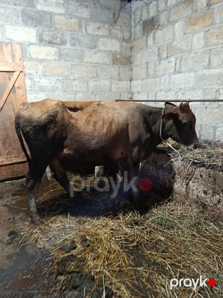 Danalar — Kənd təsərrüfatı heyvanları, Şabran (4)