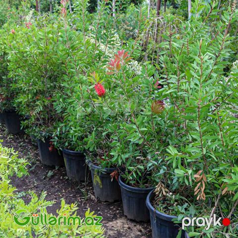 Kalistamon (Fırçaçiçək-Callistemon citrinus)
