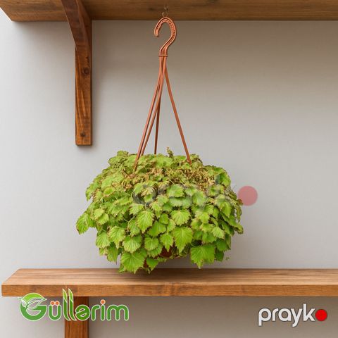 Saxifraga stolonifera — Bakı