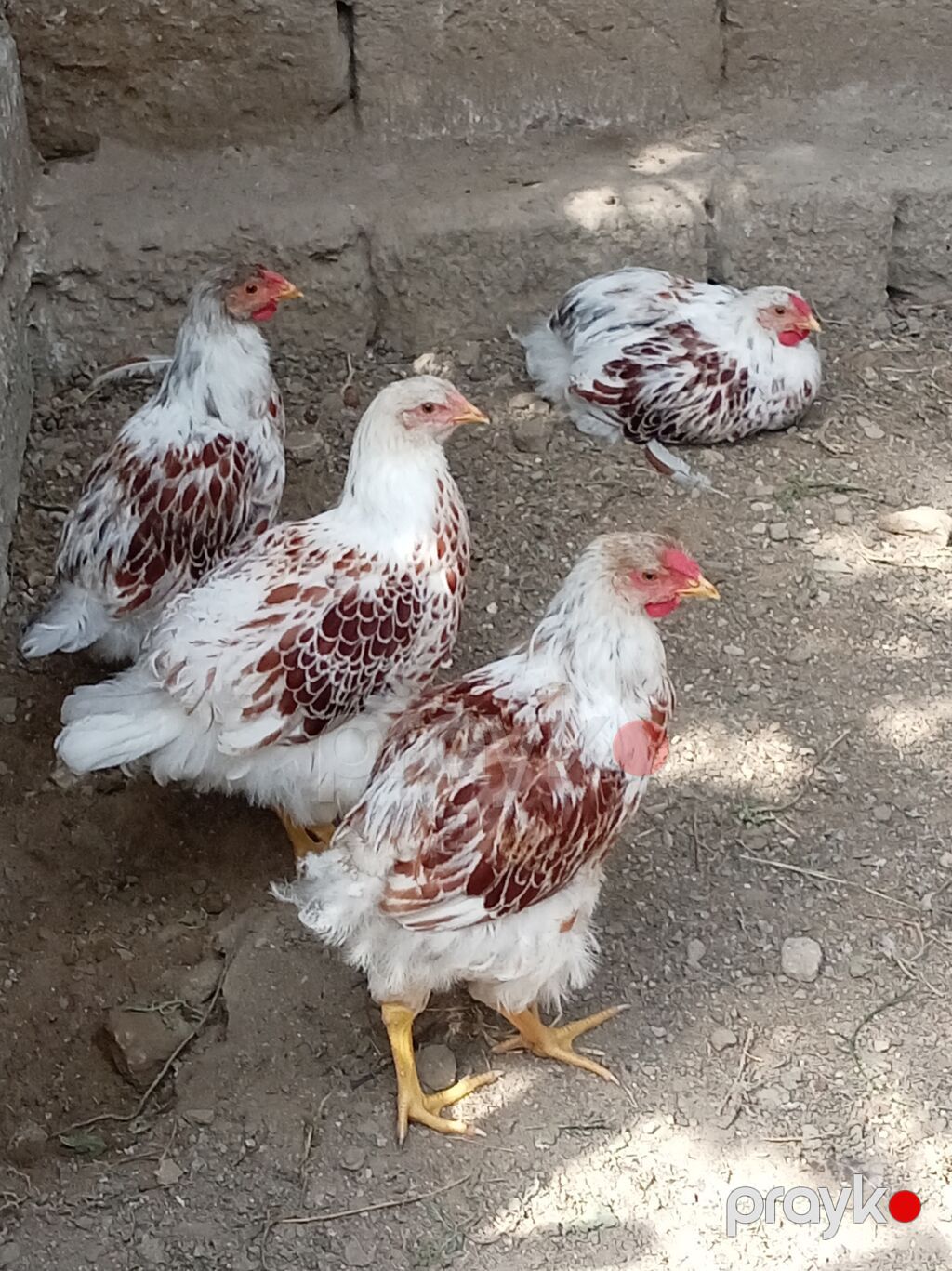 3 ay 8 gunluk Vayondet xoruzlari 4 eded — Toyuq və xoruz, Bakı (3)