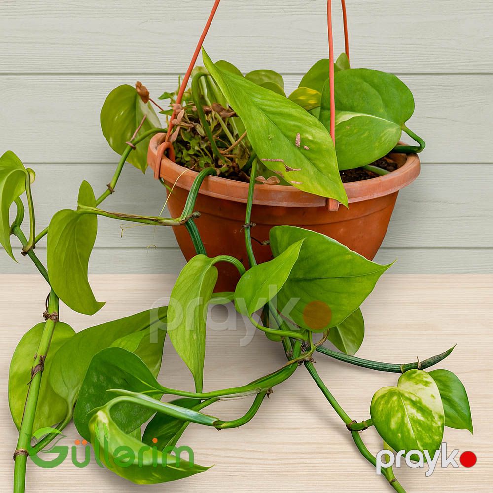Filodendron (Asma Bitki) — Bitkilər, Bakı (2)