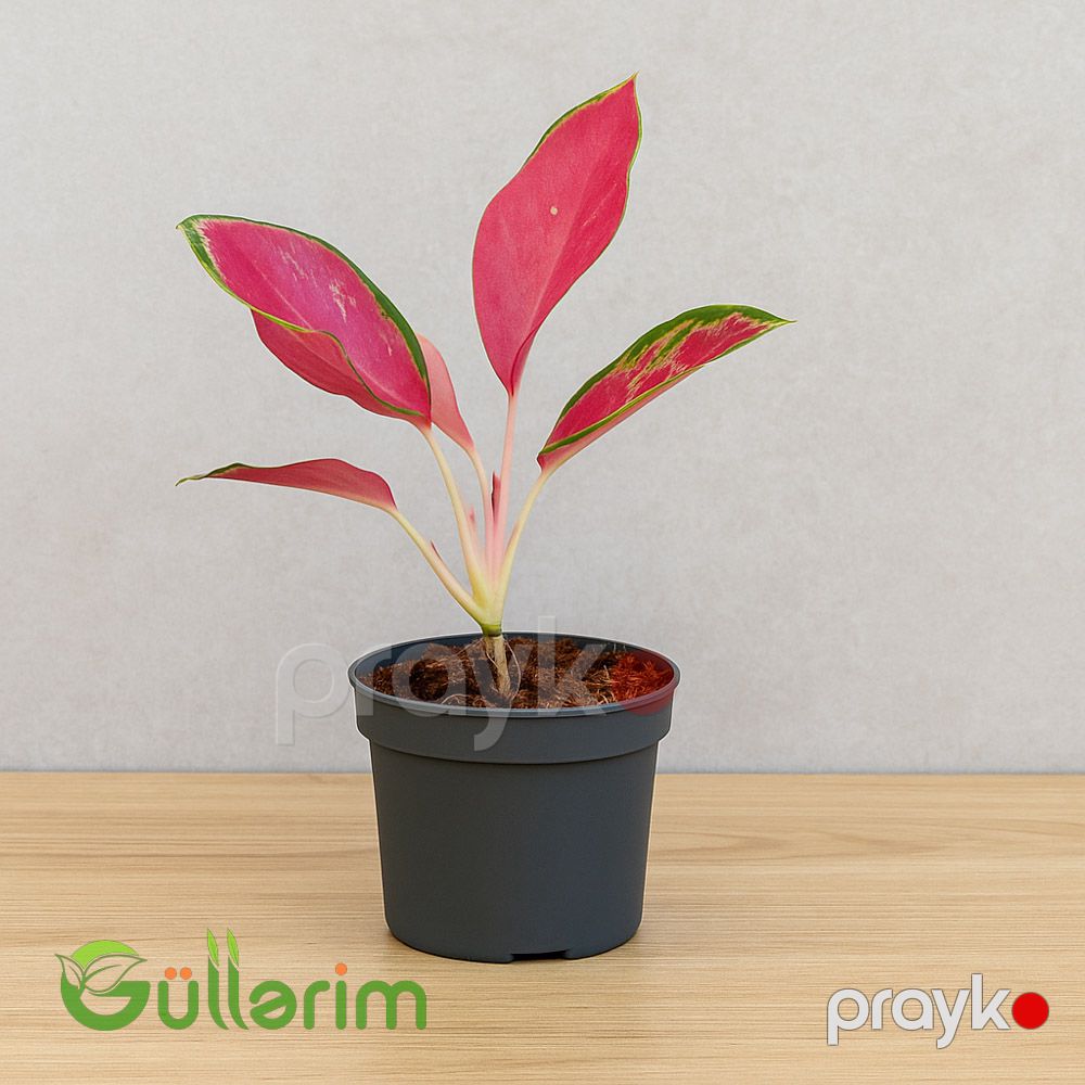Qırmızı Aqlaonema — Bitkilər, Bakı (2)