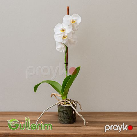 Ağ Orxideya (Phalaenopsis) — Bakı