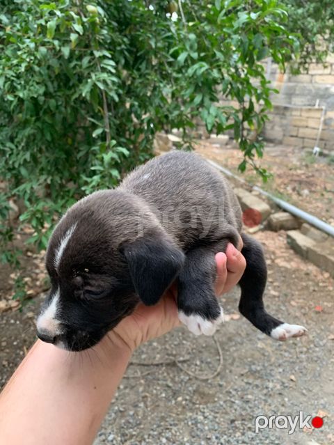 Amstaff/Pitbull penvendli 1 ayliq 4 dişi 4 erkek Şəkillərdə balaca — Biləsuvar
