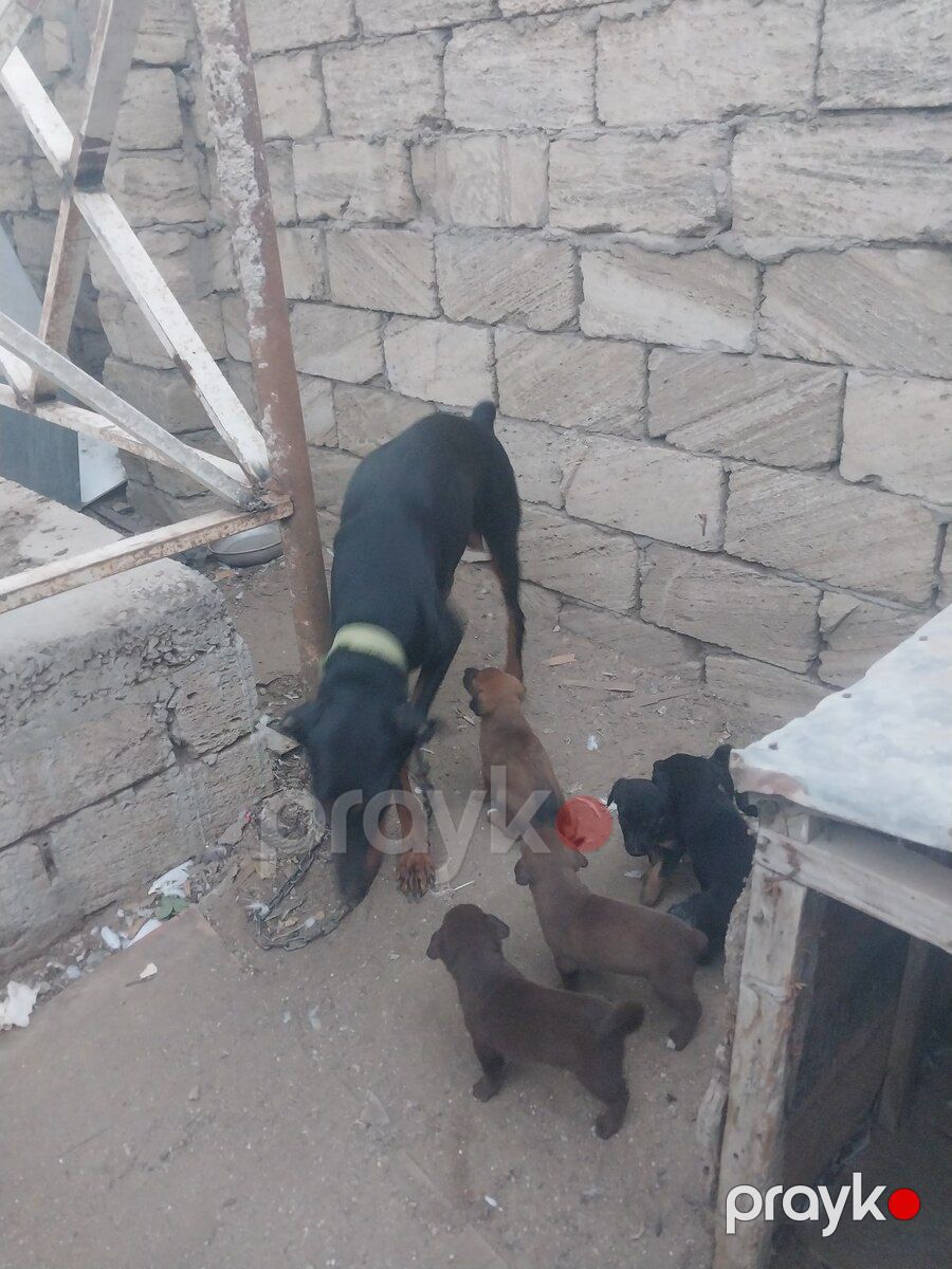 Doberman balaları — Köpəklər, Bakı (6)
