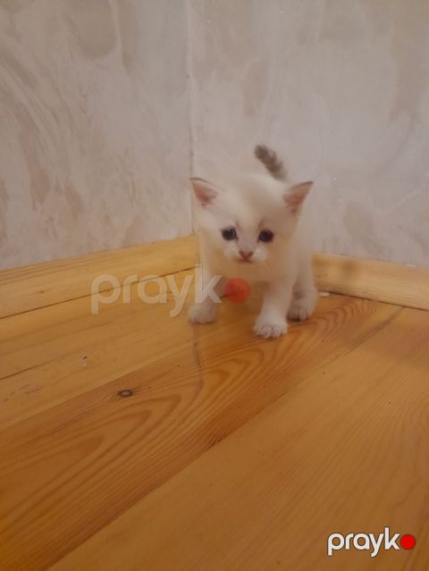 Ağ tüklü balaca pişik bala - Cinsəxüsusiyyətləri: uzun, yumşaq tüklü — Bakı