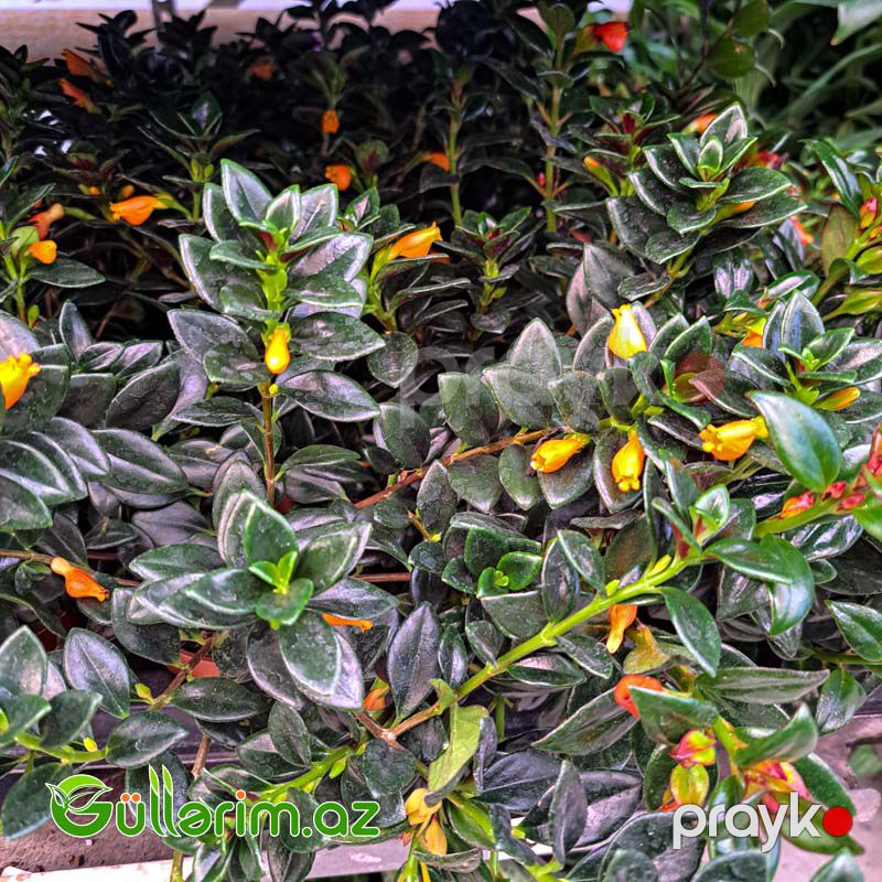 Qızıl balıq çiçəyi (Nematanthus gregarius) — Bitkilər, Bakı (2)