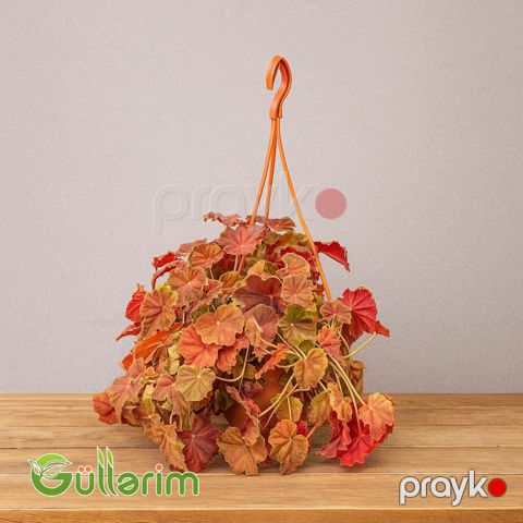 Pelargonium inquinans (Qırmızı Sardunya) — Bakı