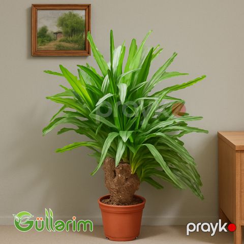 Dracaena fragrans (Yukka) — Bakı