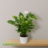 Anthurium (Anteriyum) — Goods
