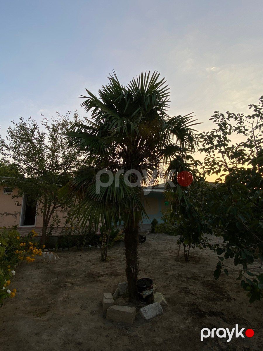 Palma ağacı — Bitkilər, Sumqayıt (2)