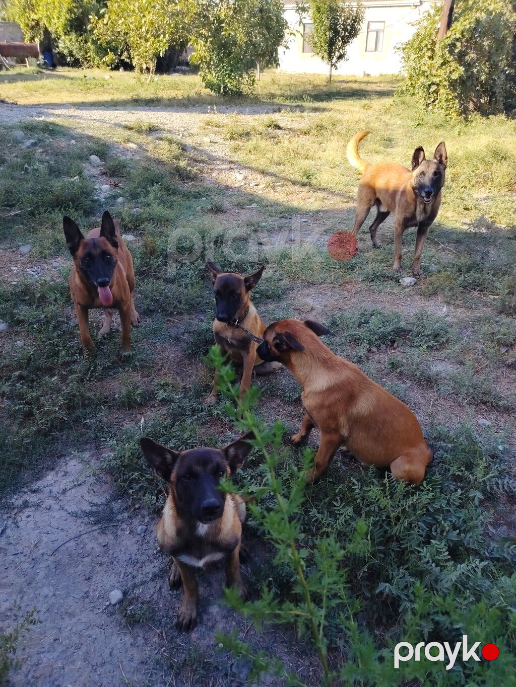 Belçika çoban iti, 5 ay, Erkək, Peyvəndli, Pulsuz çatdırılma — Köpəklər, Siyəzən (4)
