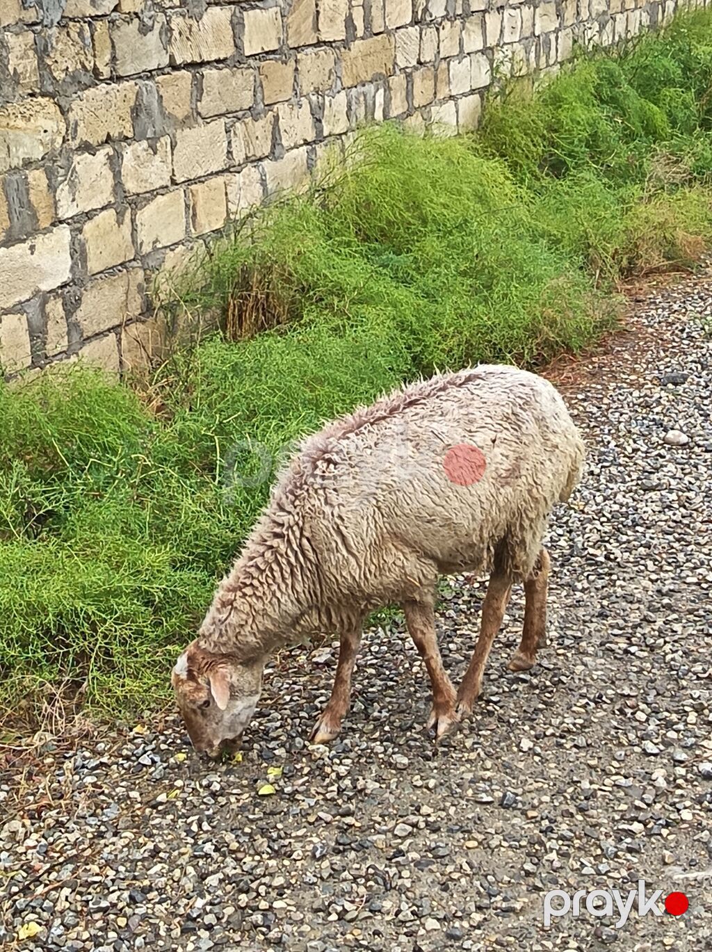 6 baş qoyundu tam sağlamdırlar, qurd və kəpənək dərmanı verilib. Həm — Kənd təsərrüfatı heyvanları, Xızı (3)