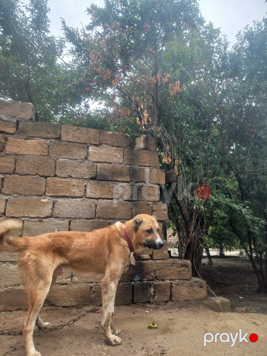 Kanqal — Köpəklər, Bakı (2)