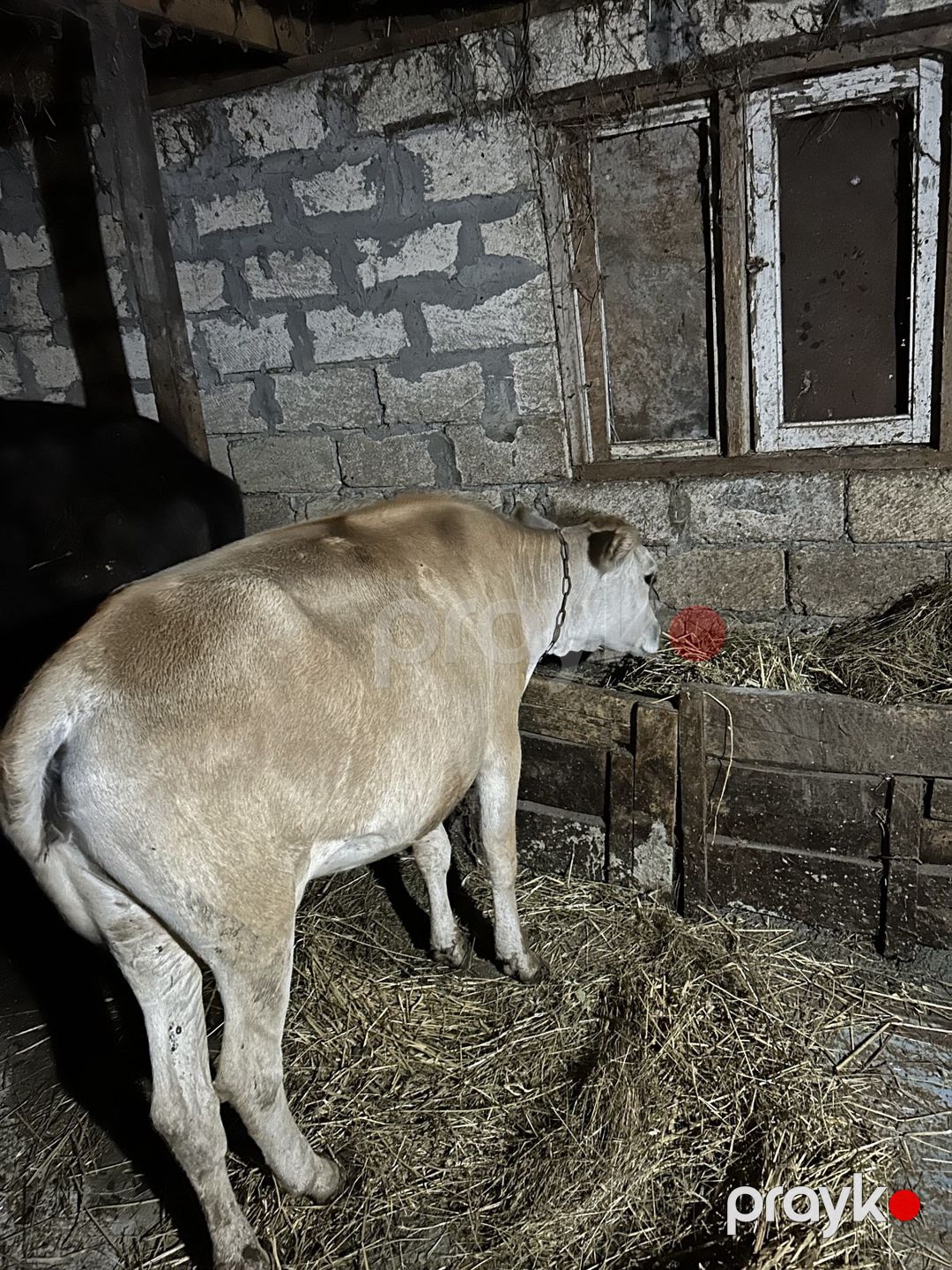 Düyə — Kənd təsərrüfatı heyvanları, İsmayıllı (2)