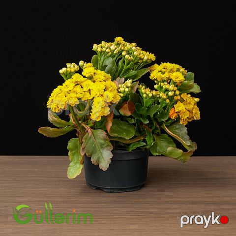 Kalanxoe blossfeldiana (Kalanxoe) — Bakı
