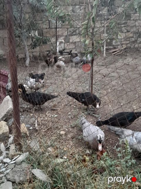 Ördəklər — Bakı