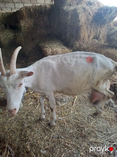 Saanen keçisi — Xaçmaz