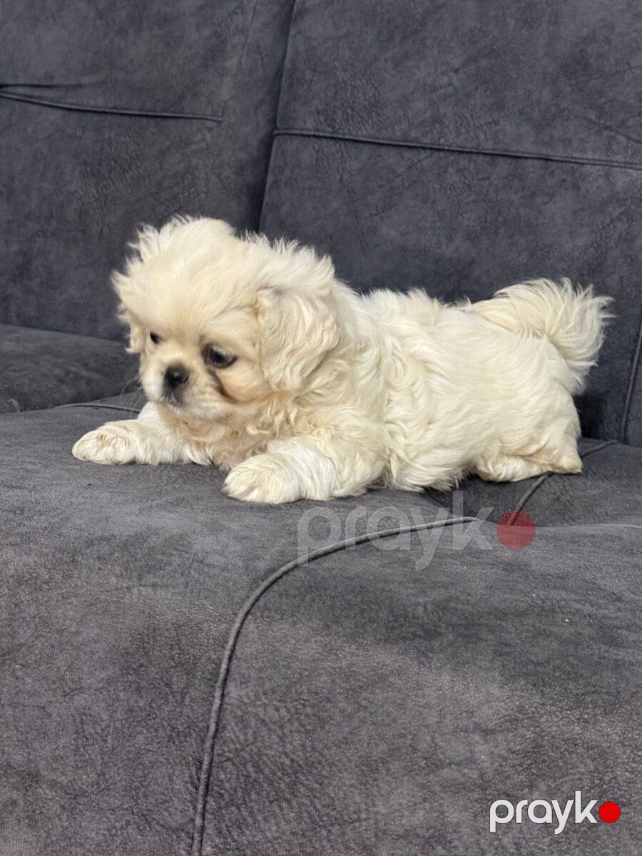 Pekines — Köpəklər, Bakı (2)