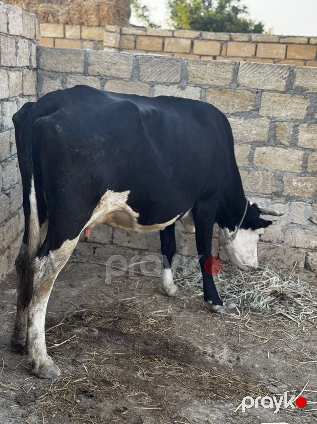 Dekabrın 20-si 3 cü balanı doğacaq. Simmental danadan mayalanıb — Kənd təsərrüfatı heyvanları, Sumqayıt (2)