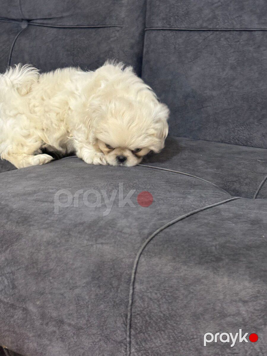 Pekines — Köpəklər, Bakı (8)