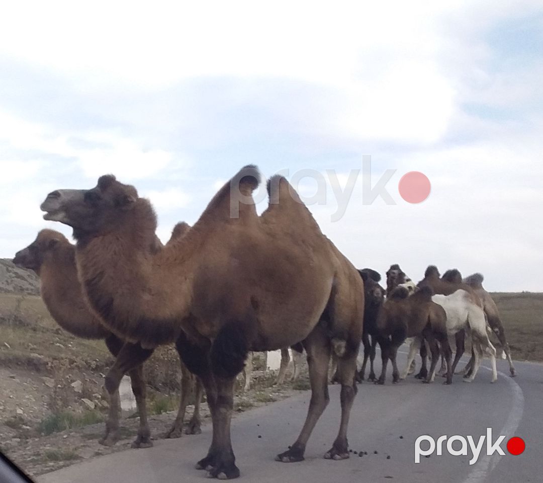 Bakı şəhərində fərdi turizm rehbəri xidməti — Turizm, Bakı (14)