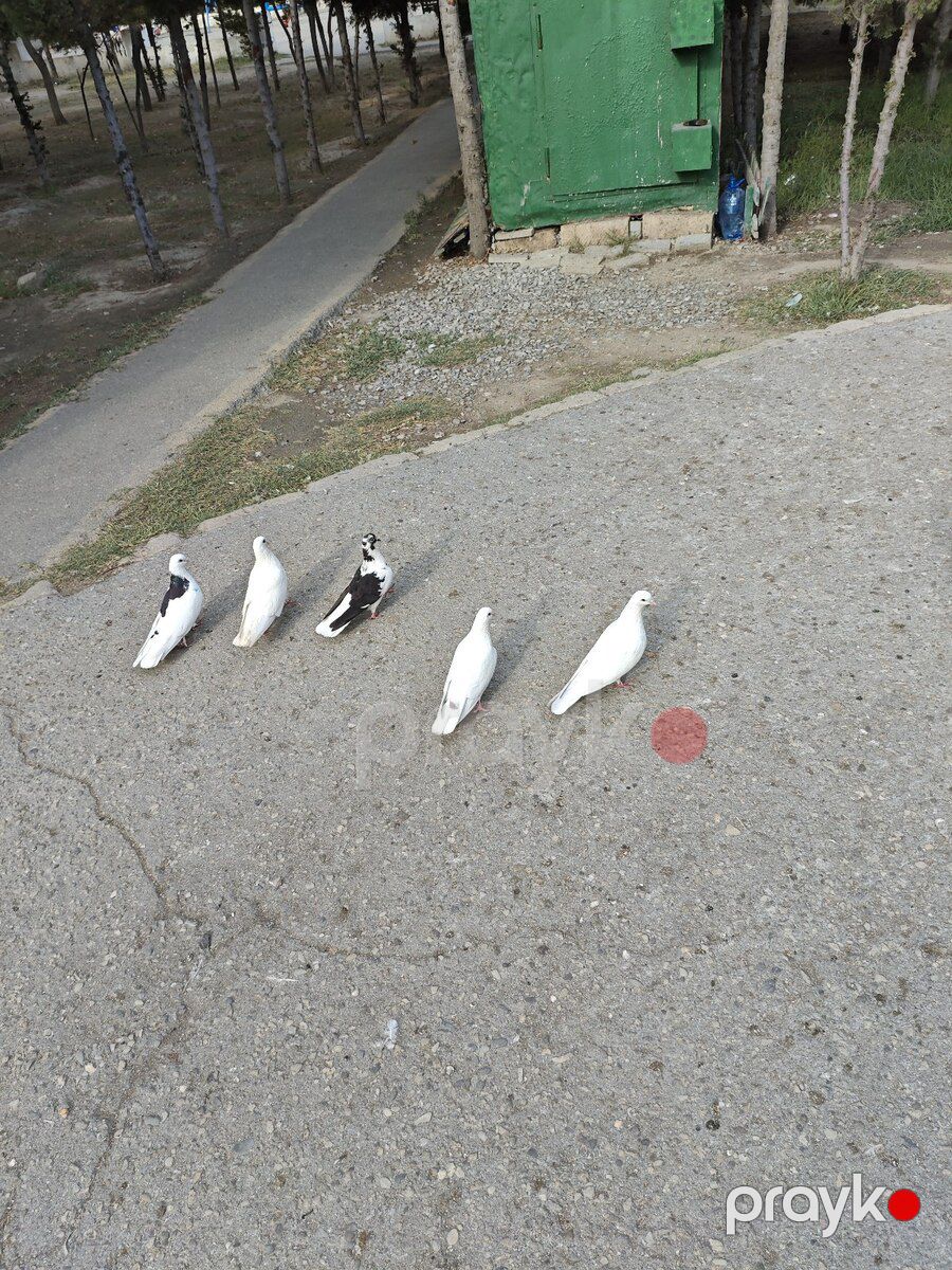 Göyərçinlər — Quşlar, Sumqayıt (4)