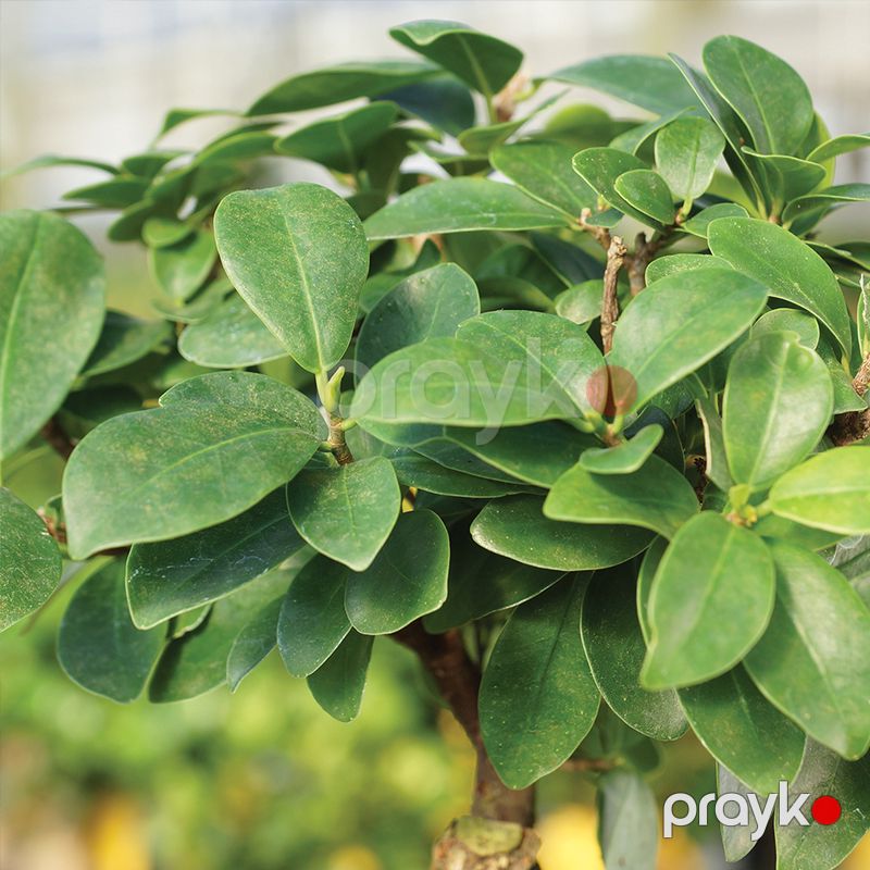 Fikus Bonsai ağacı — Bitkilər, Bakı (5)