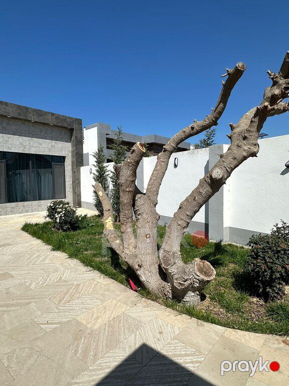 Bağ evi kirayə verilir, Şüvəlan qəs — Ev, villa, Bakı (3)