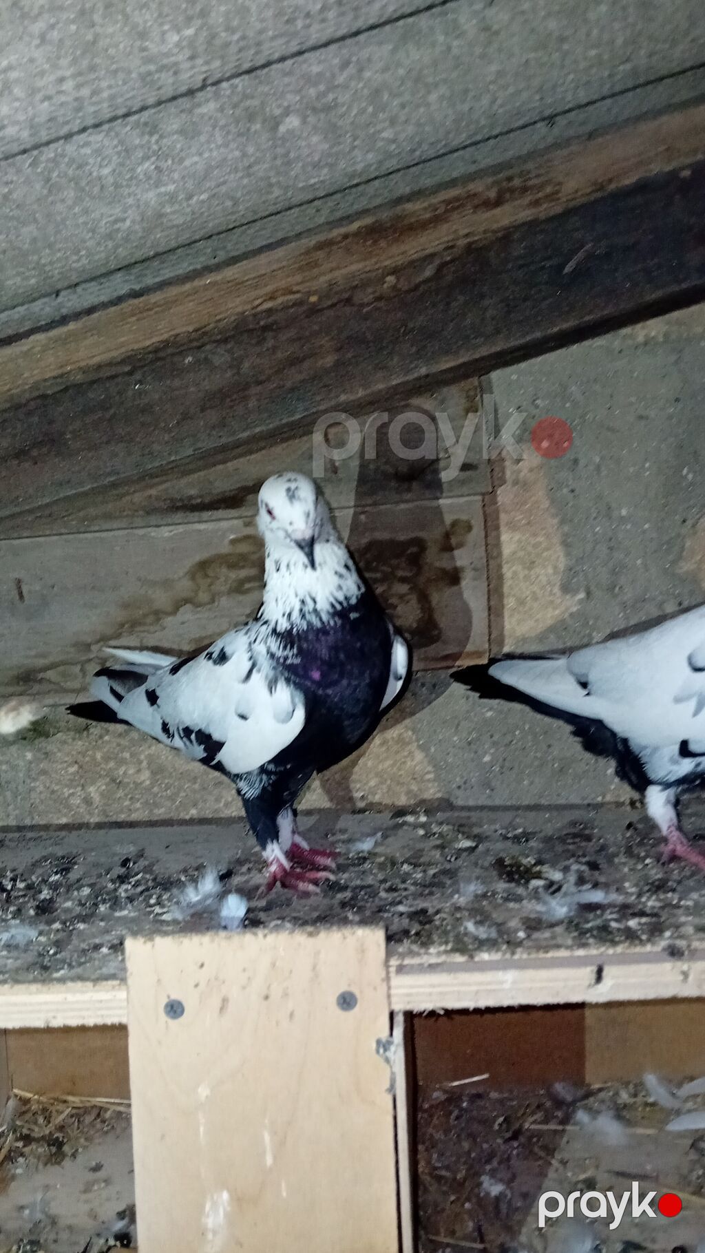 Salam — Göyərçin, Göytəpə (3)