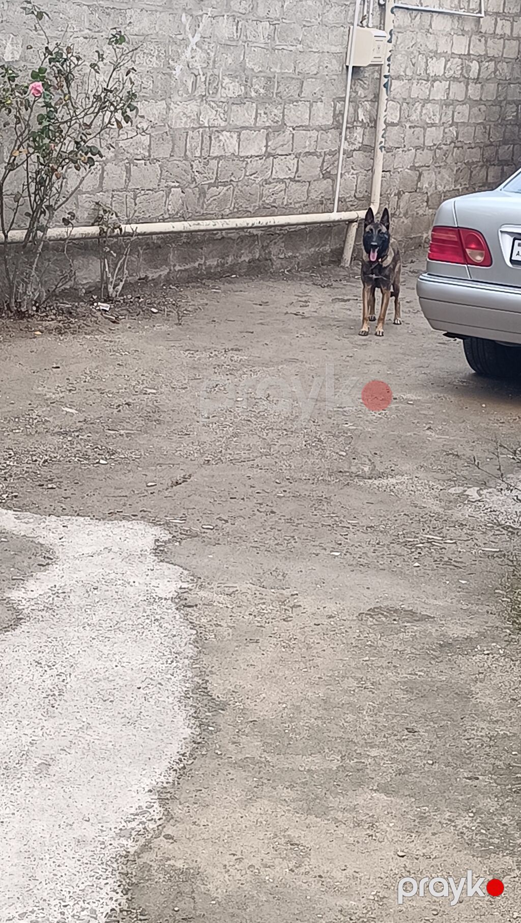 Belçika çoban iti, 8 ay, Dişi — Köpəklər, Digah (5)