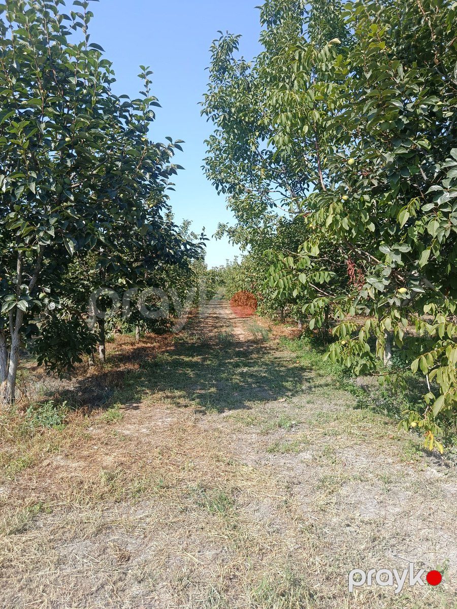 Satılır torpaq 181 sot — Torpaq, Göyçay (8)
