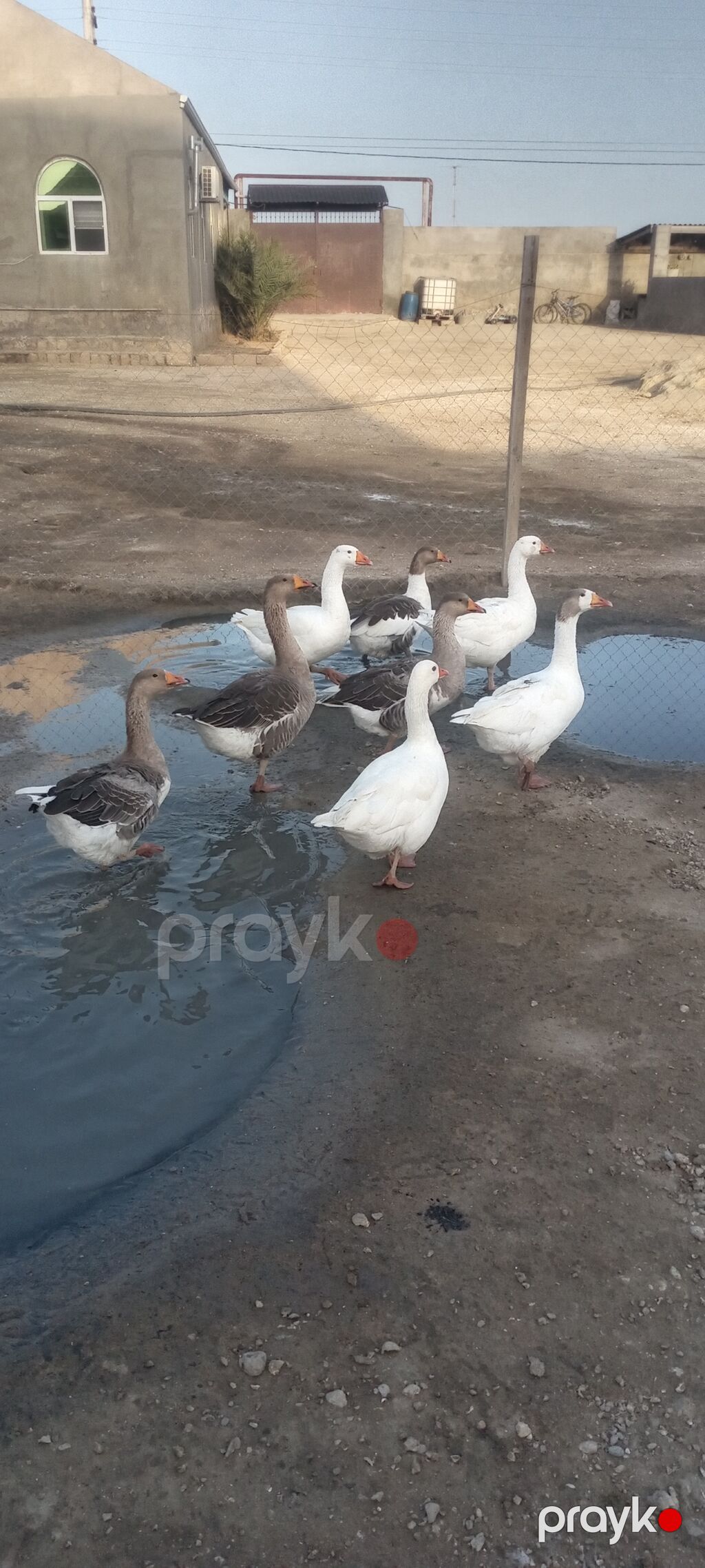 Lal ördək– təsərrüfat üçün ətlik–yumurtalıq quşlar - Cins: Lal ördək — Digərləri, Bakı (10)