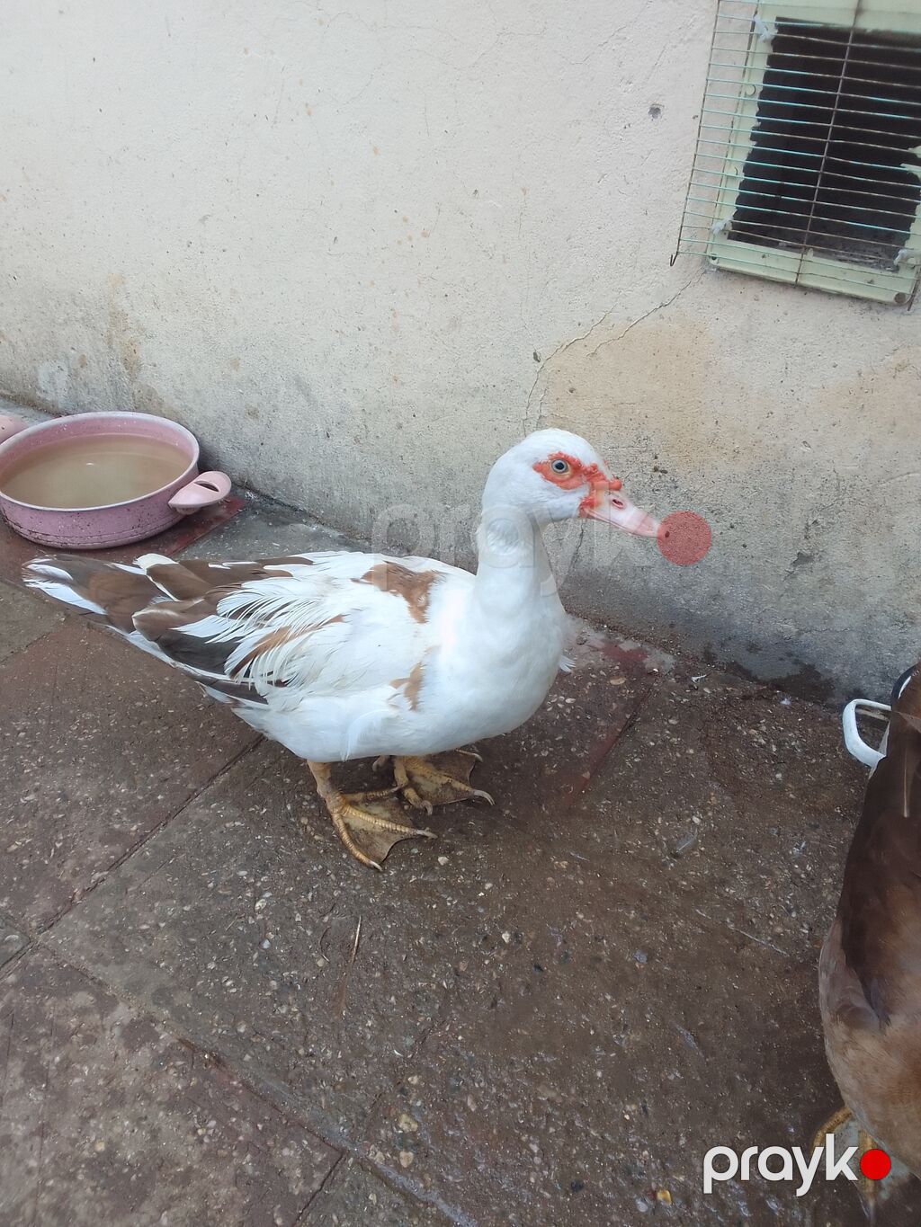 Dişi, Lal ördək, Damazlıq, Ödənişli çatdırılma — Digərləri, Digah (3)