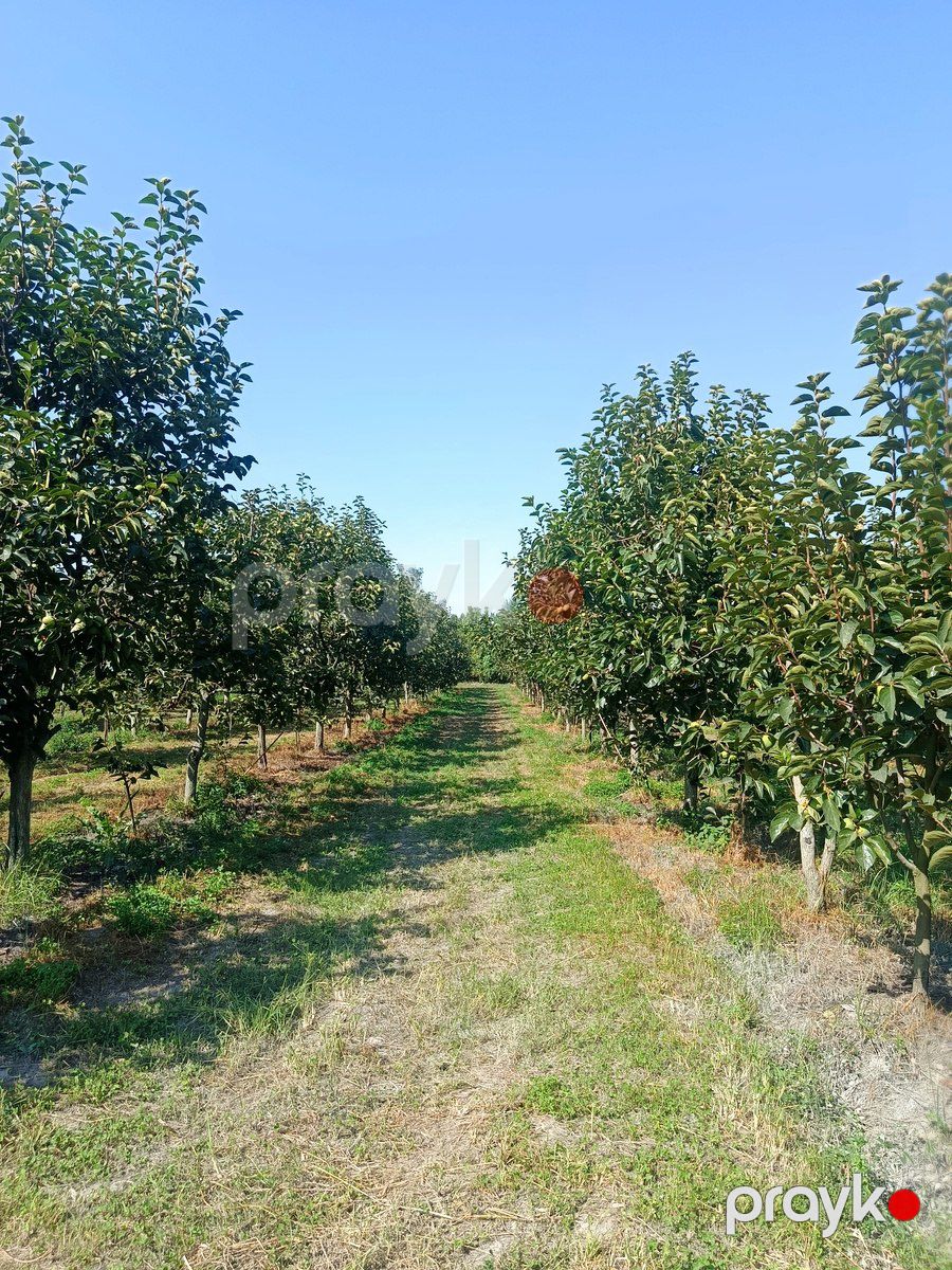 Satılır torpaq 181 sot — Torpaq, Göyçay (5)