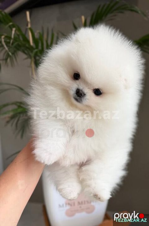 Pomerian Spitz bala — Bakı